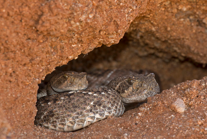 把蛇放进冰箱蛇会死亡还是冬眠