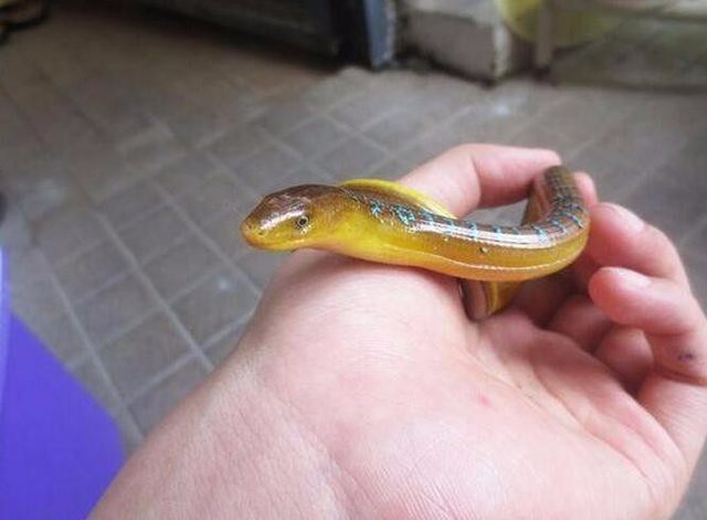 男子在自家地里抓到"黄鳝",爷爷回家看到不淡定了