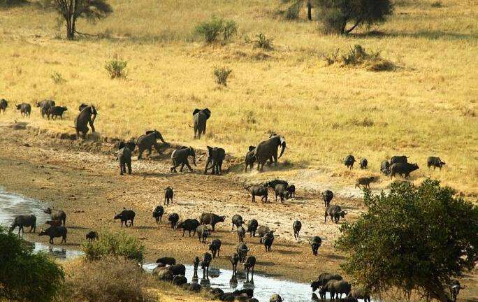 为了争夺水源25头大象与500头野牛展开激烈争夺战