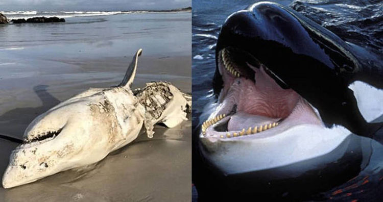 大白鲨狩猎虎鲸,往往由猎人转换为猎物,智商是硬伤
