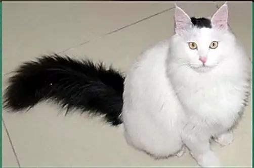 如果你家猫咪不断用自己的尾巴鞭打地面,说明它此时是非常愤怒的,如果