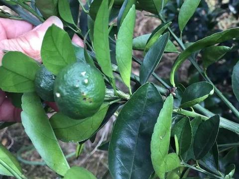 柑橘褐斑病用什么药治效果好(柑桔褐斑特效药)