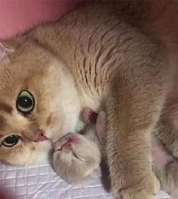 猫咪生下一名独子铲屎官想抚摸一下