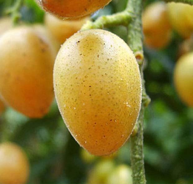 夏天吃点这水果,不光好吃,还能理气消食化痰,赏味期只有一个月