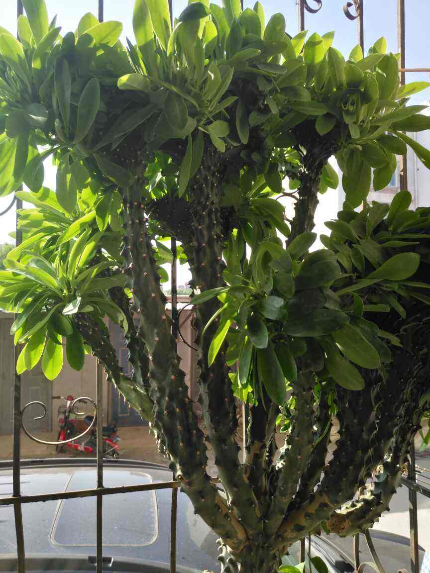 窗户边养盆镇宅花,防盗保平安,小偷进不来