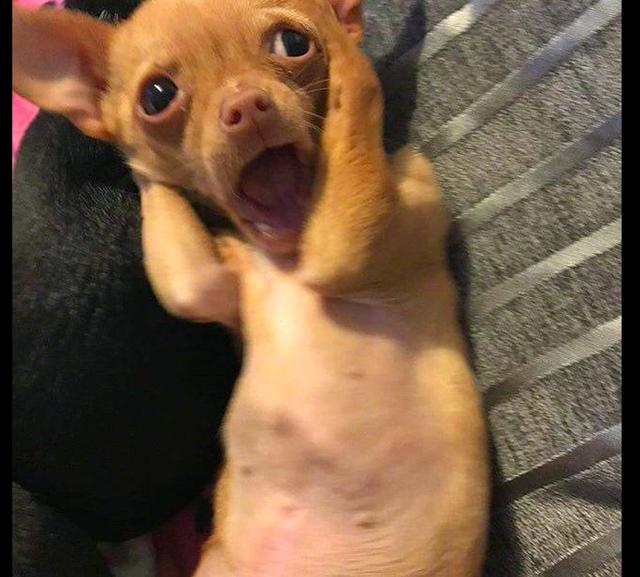 主人训斥犯错的狗,它却用爪子捂住耳朵,狗:别像唐僧一样念叨!