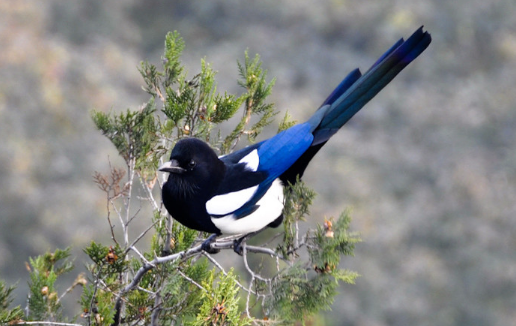 喜鹊为何是最挑剔的鸟类辛辛苦苦筑好巢却以不够美观拱手相让
