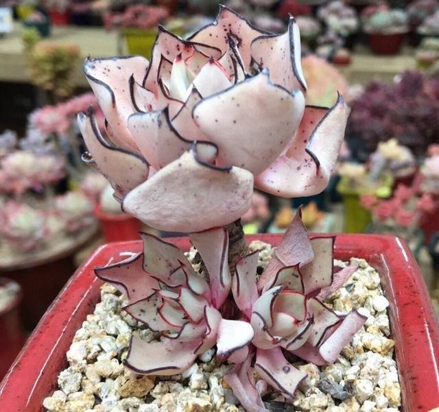 多肉植物界的贵族,一颗就值600万,能买一套房