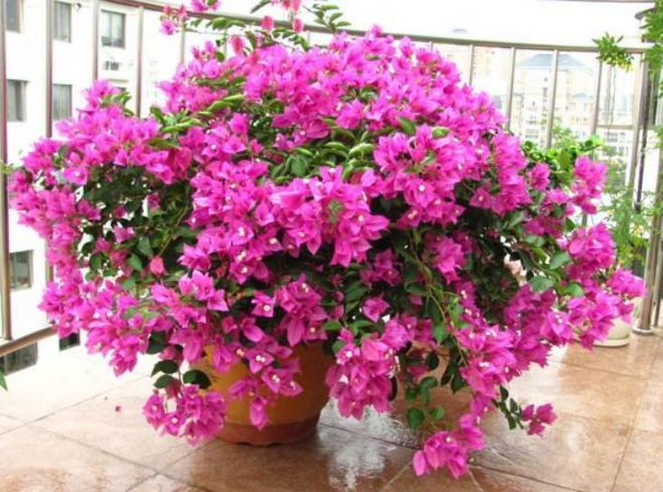 想要三角梅开花不断掌握3个技巧蹭蹭冒花芽开完一茬又一茬