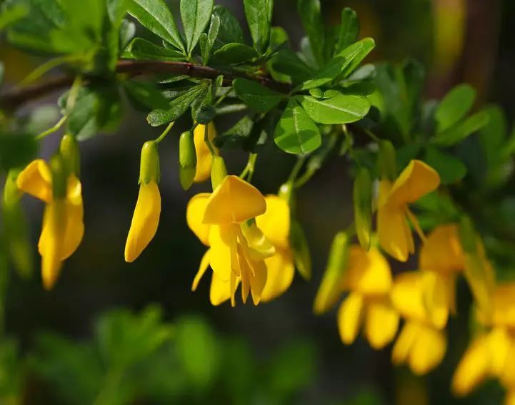 锦鸡儿花美到窒息