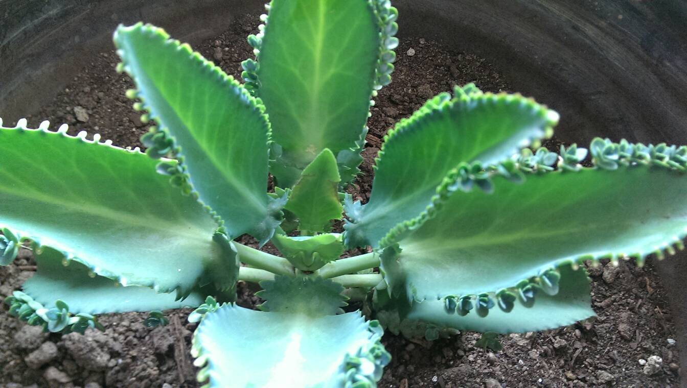 不死鸟不死鸟的生命力较为顽强,适合生长在温暖湿润的环境中,生长期要