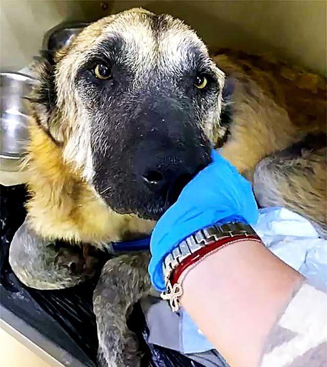 流浪狗被迫不断地繁殖 导致子宫脱落 最后却被人当垃圾丢弃 流浪狗 母狗 子宫 新浪新闻 流浪狗被迫不断地繁殖 导致子宫脱落 最后却被人当垃圾丢弃 流浪狗 母狗 子宫 新浪新闻