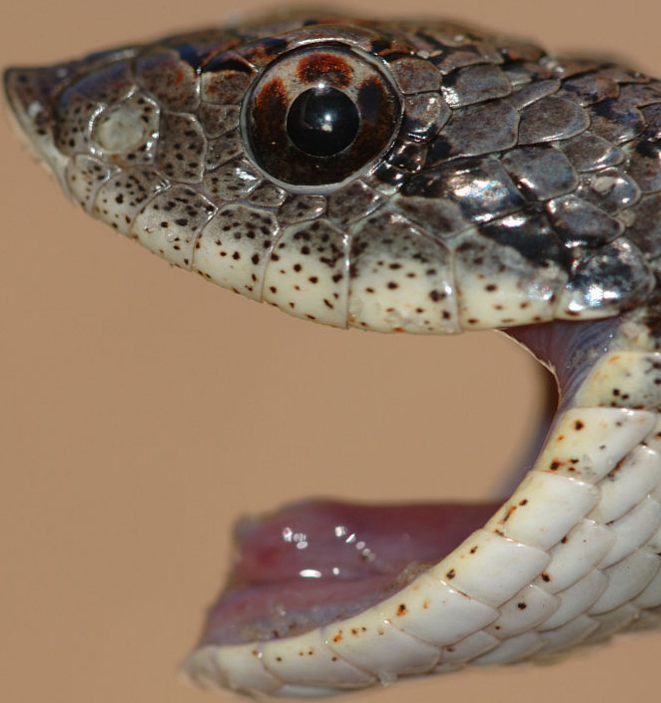 男子草丛发现一条怪蛇,长着猪鼻子,用树枝挑逗,把男子吓了一跳