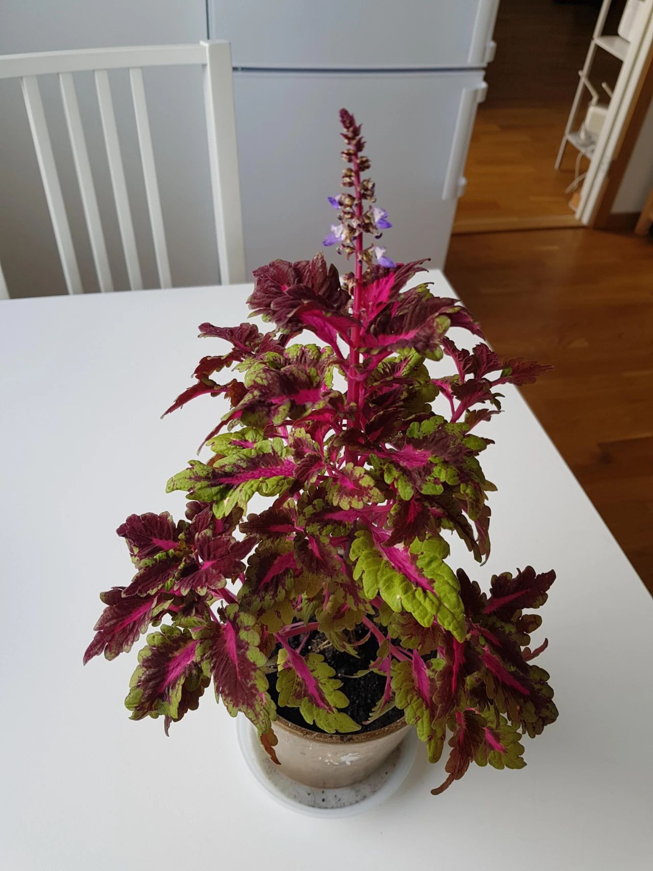 色彩斑斓的彩叶草了解一下叶子都很好看开花就更不得了