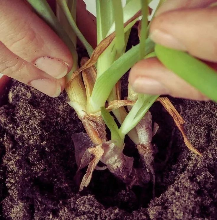 室内植物烂根前的几个症状看好了,教你如何判断并拯救烂根植物|植物|烂根|根腐病_新浪新闻