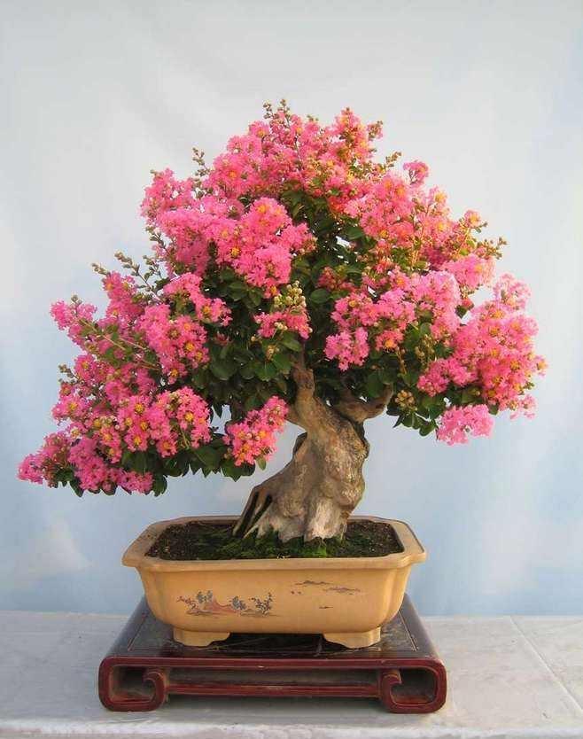 路边的紫薇花种盆里变老桩盆景价值太珍贵