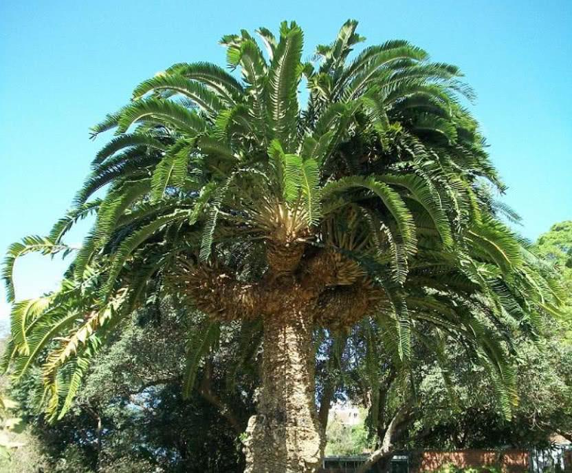 世界上最孤独的植物全球仅剩一颗从恐龙时期活到现在