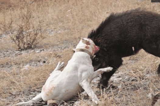 野猪大战杜高犬网友纷纷戏称这可能是只假野猪
