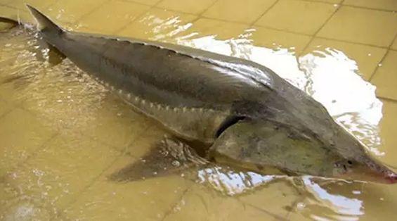 最大的淡水鱼生存在我国|鳇鱼|淡水鱼|鲸鱼_新浪新闻