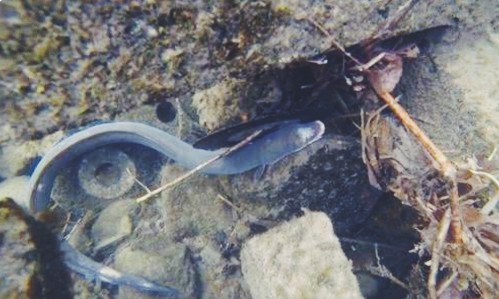 男子钓鱼瞧见一条怪鱼，带回家后，父亲瞧见却瘫在地上休闲区蓝鸢梦想 - Www.slyday.coM