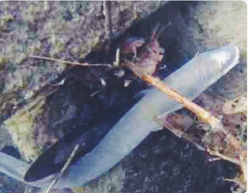 男子钓鱼瞧见一条怪鱼，带回家后，父亲瞧见却瘫在地上休闲区蓝鸢梦想 - Www.slyday.coM