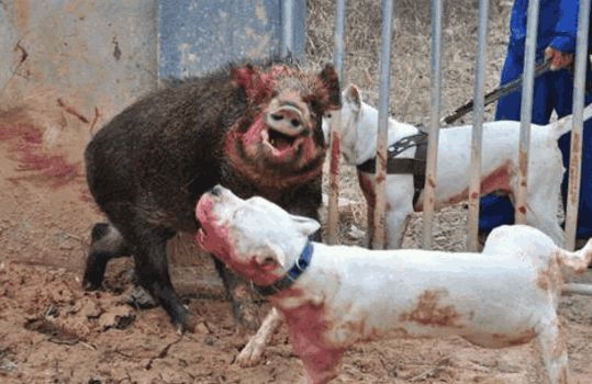 野猪大战杜高犬网友纷纷戏称这可能是只假野猪