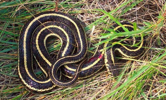 小村庄突然出现几百条蛇,几天后又突然死亡,村民纷纷不淡定了