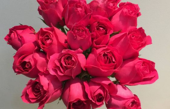 新手养花,不如养盆花中精品"大桃红",高贵纯洁,优雅浪漫