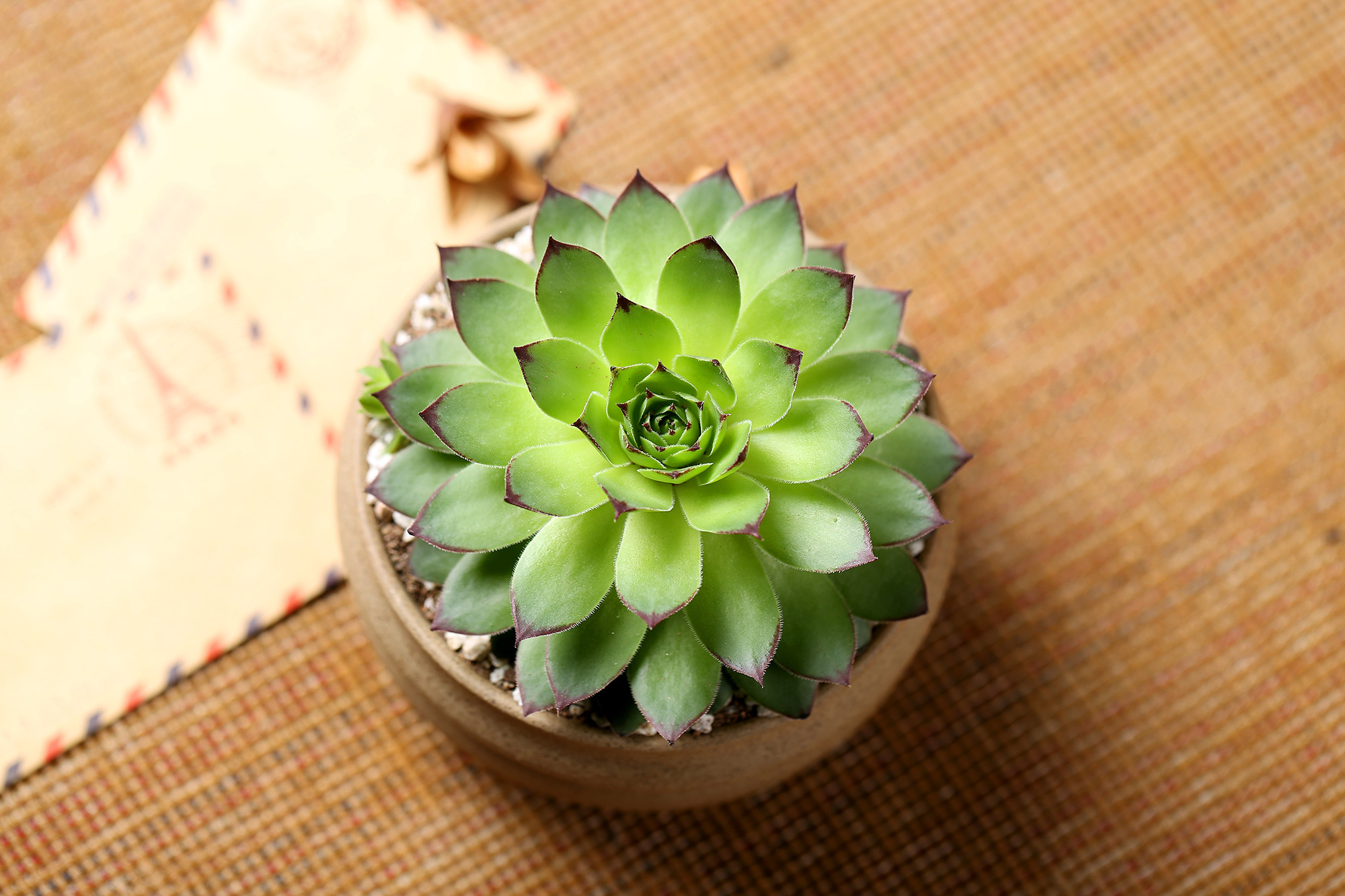 观音莲|莲座|新手_新浪新闻