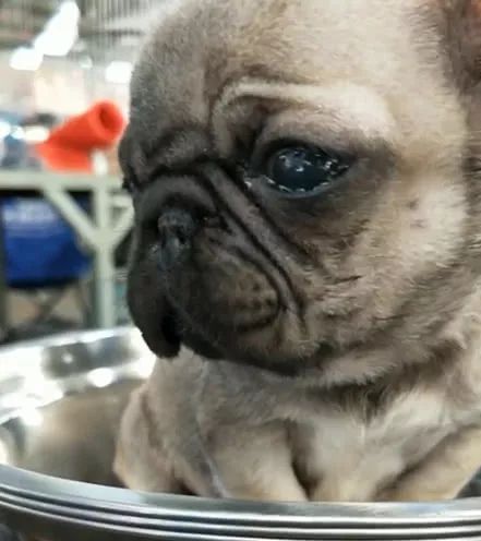 小奶狗刚刚满月,就被主人带到狗市,狗狗伤心的一直哭