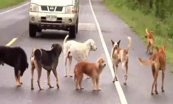 马路上一群流浪狗挡路怎么也撵不走当人们动手驱赶时却被感动