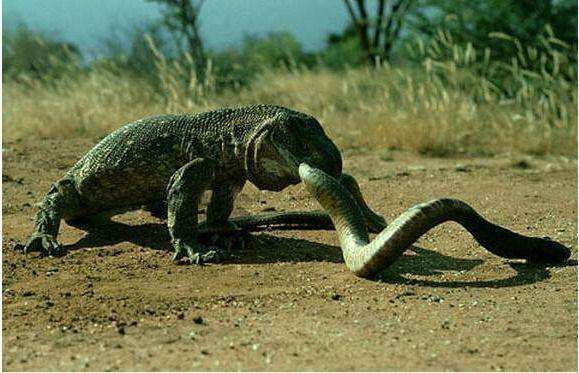 巨蜥|蟒蛇|鳞片_新浪新闻