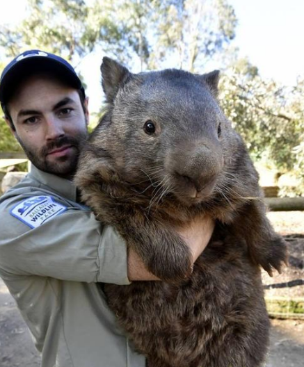 切尔诺贝利发现巨型老鼠体重高达100斤