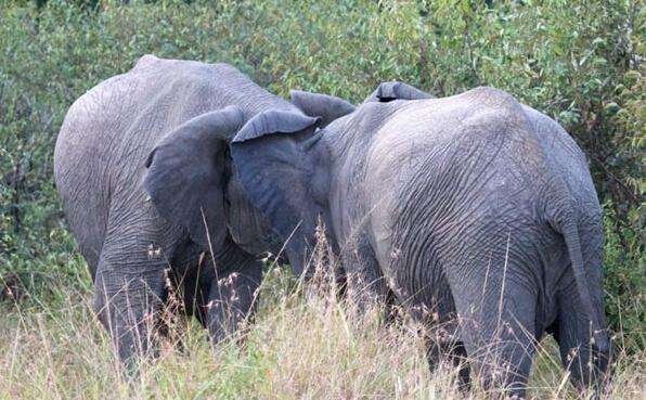 为了争夺心仪母象, 两头公象展开长达30分钟激烈搏斗