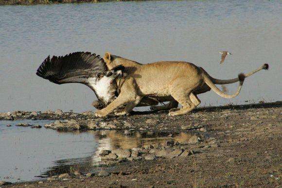 两只母狮捕到秃鹳就跟捡了一只猎物似的,开心极了,母狮开始撕咬着秃鹳