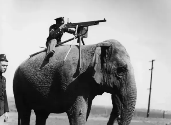 战象终极形态背着巨炮是帝国时代3的脑洞还是真实历史