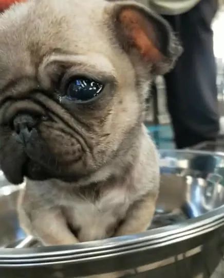 小奶狗刚刚满月,就被主人带到狗市,狗狗伤心的一直哭