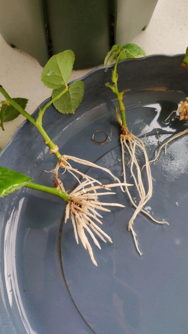夏天扦插月季花剪一根枝条这样操作两个月又是一盆新月季