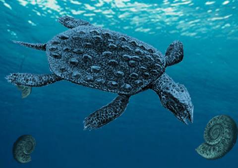 世界上最早的海洋爬行动物,有着一个很高大上的名|龟|海洋|龙_新浪