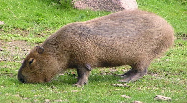 一只能吓坏猫咪的老鼠,堪称是世界上最大的老鼠,完全是碾压