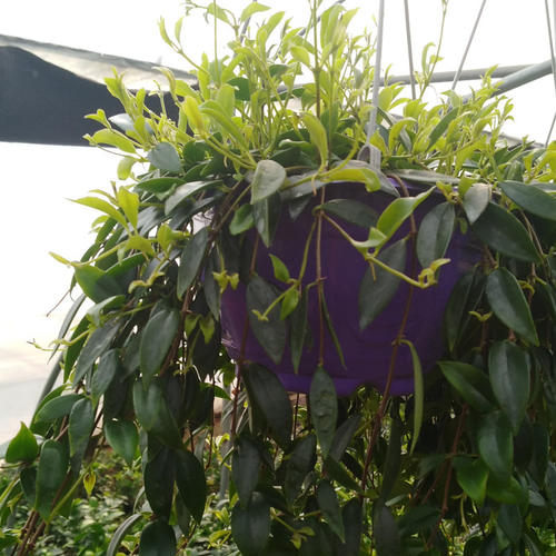 想要养好柳叶吊兰,做好这几点就够了!|吊兰|柳叶|叶片_新浪新闻