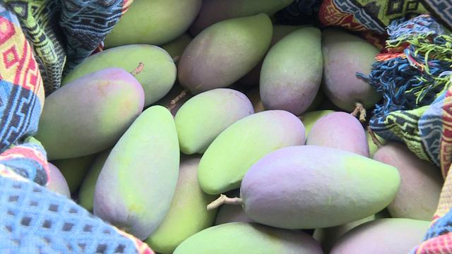 保山白花村的"金芒果":品质佳口感好 助力群众走上小康路