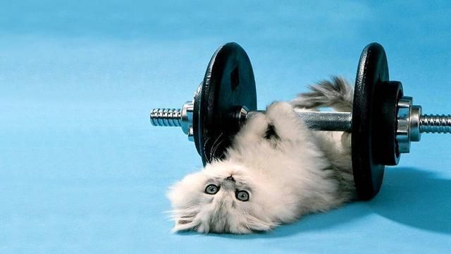 全力开发猫咪用途9个可以和你的猫一起做的运动