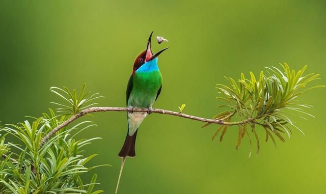 摄影师罕见拍下"中国最美小鸟"精彩瞬间,小鸟爱情原来这么纯真