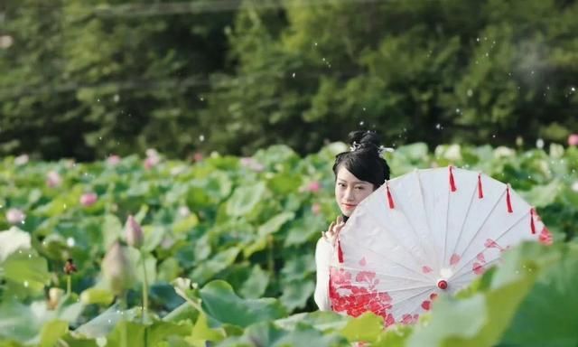 网约湘游丨雨母山：十里荷塘花盛开