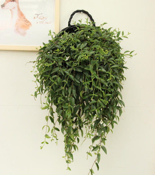 想要养好柳叶吊兰,做好这几点就够了!|吊兰|柳叶|叶片_新浪新闻