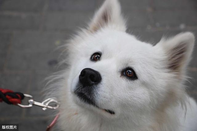 大部分人养的萨摩耶都是串串,纯种的有5个特点,你的狗纯吗?