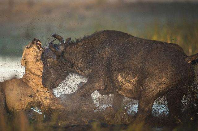 狮子淤泥里围杀野牛, 野牛大怒暴揍狮子 网友大呼: 真解气!