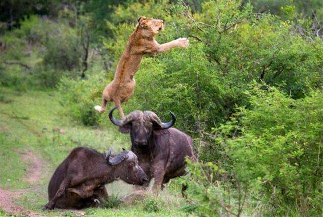 野牛: 让狮子飞一会吧!