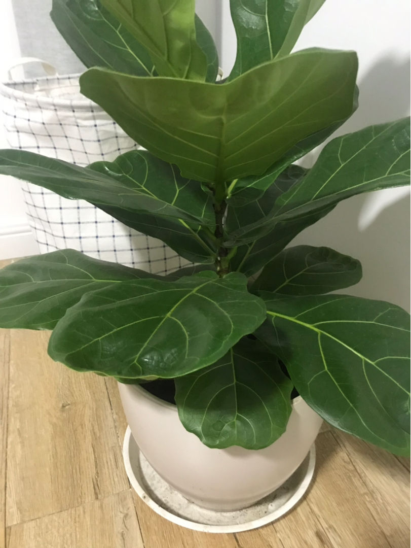 大火的琴叶榕叶子发黄掉成光杆注意6点才能养好